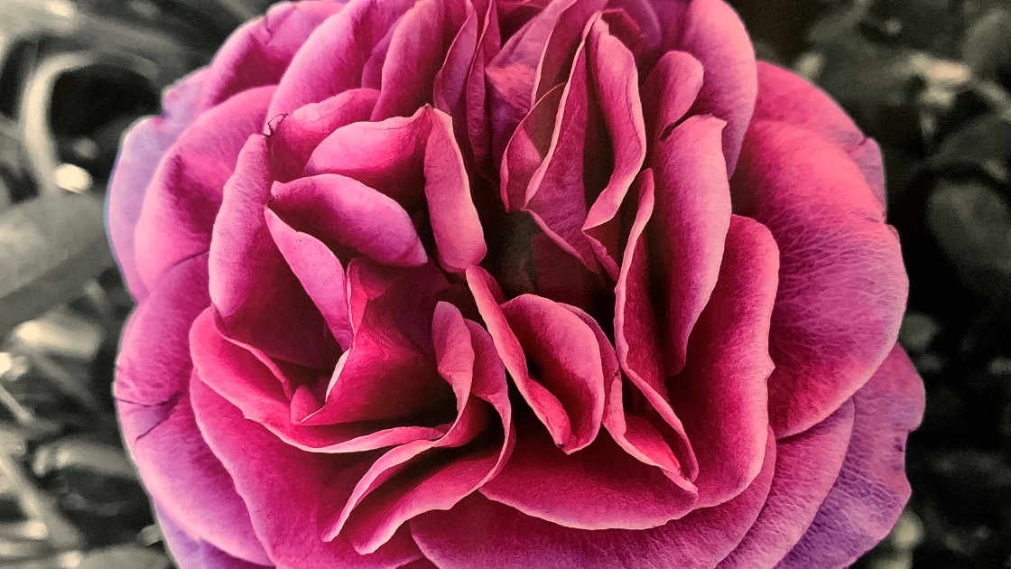Photograph of a flower