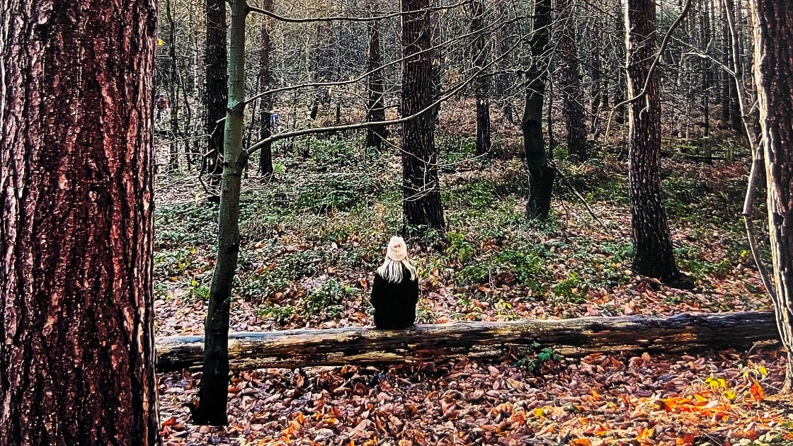 Photograph of a woodland scene