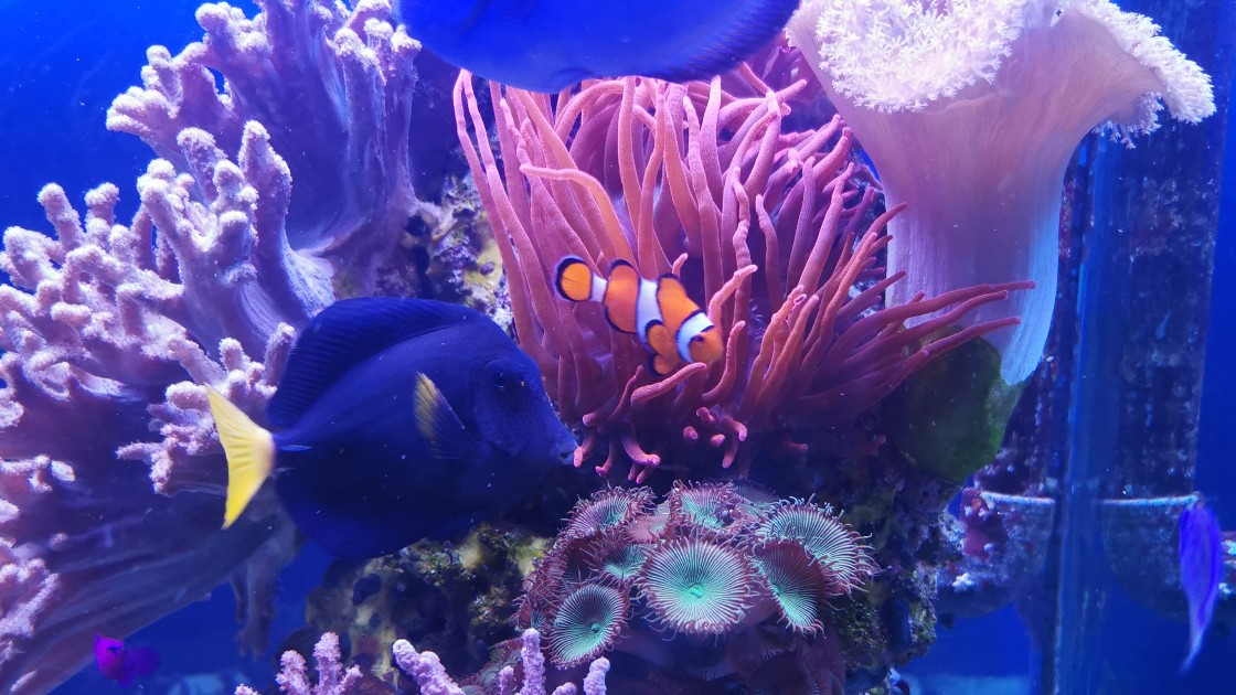 Photos of fish