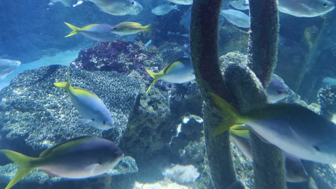Fish photos