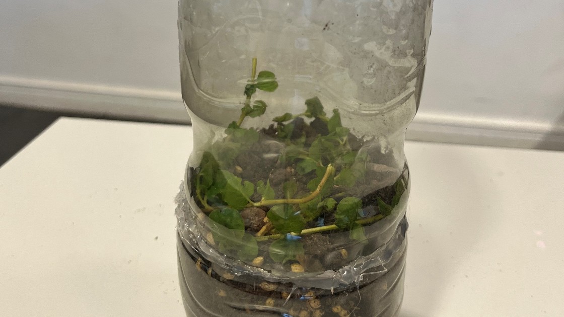 Plastic bottle used as a plant container