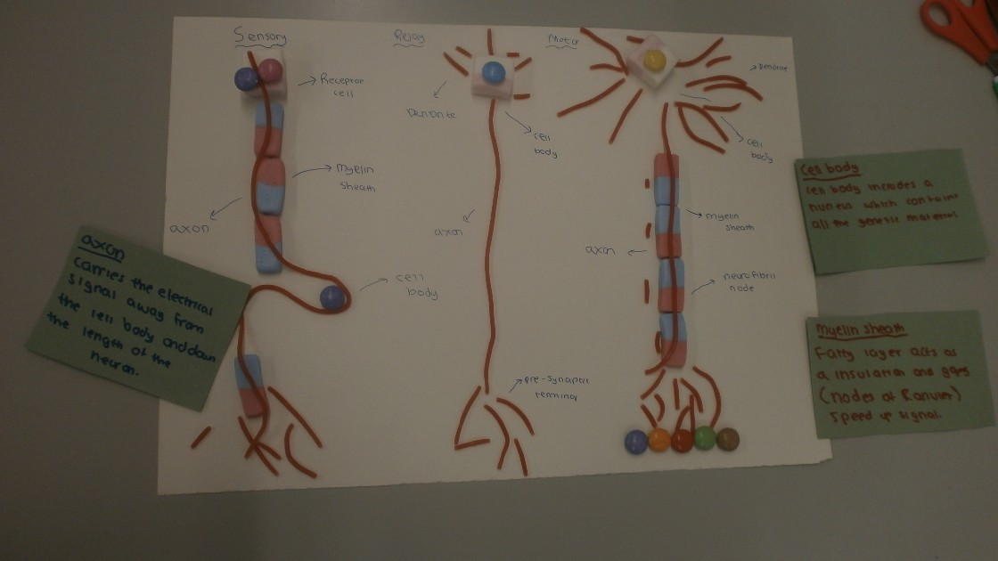 A diagram of neurons made with sweets, showing parts like axons, dendrites, and myelin sheath