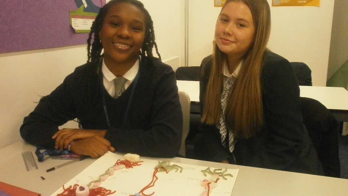 Two students in a classroom presenting a model of neurons