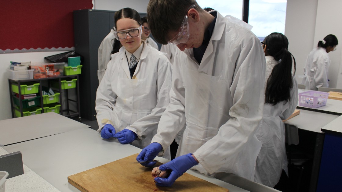 Students in a science lesson wearing lab coats and gloves, working on a dissection